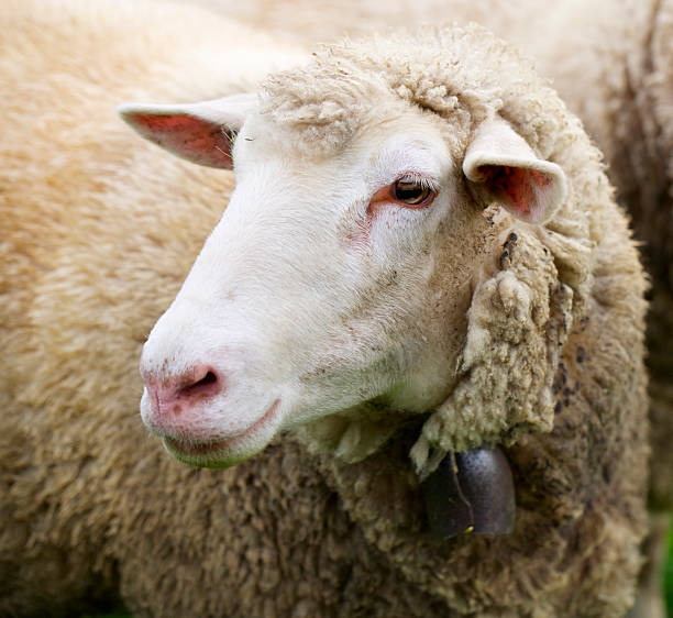 istock Adult sheep with bell. 463805769