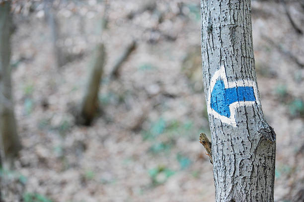 Free Stock Photo of Blue arrow painted on a tree in the forest ...