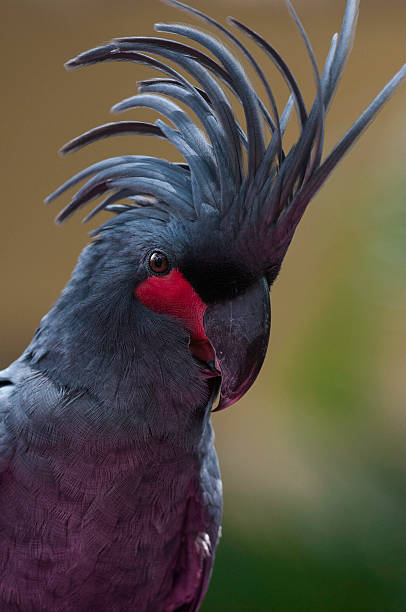 Talkative palm cockatoo stock photo