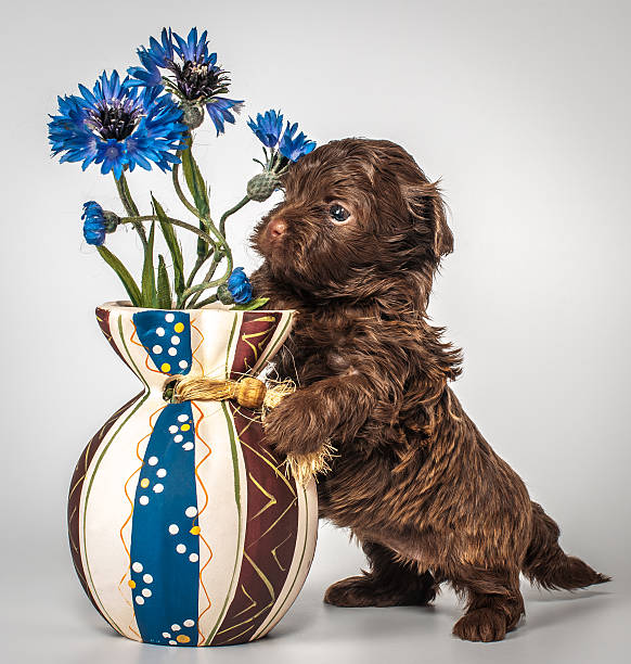 Puppy with a vase Puppy with a vase cineraria maritima stock pictures, royalty-free photos & images