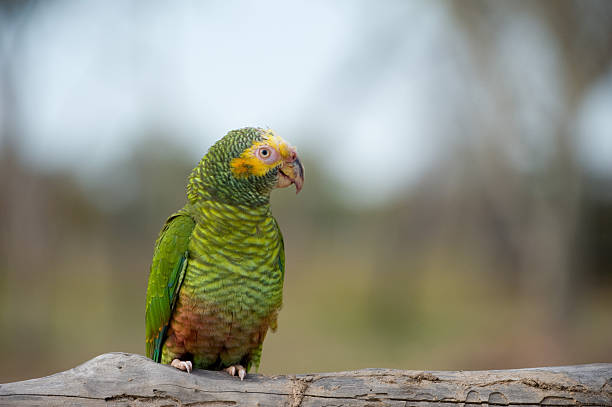 istock Yellow-faced Parrot sitting on branch 463810527