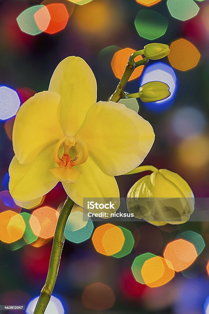 Рождество Орхидея - Стоковые фото Ёлочная гирлянда роялти-фри