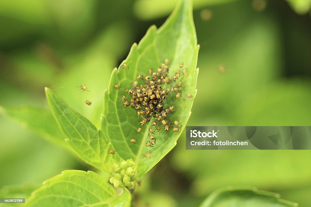 Baby spiders - Lizenzfrei Aussteigen Stock-Foto