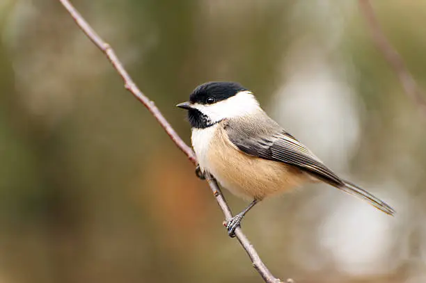 A black capped chickadee sitting on a branch.