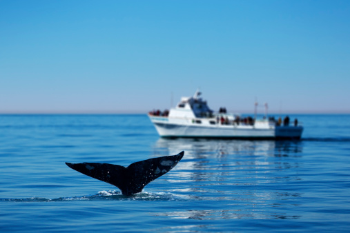 This is a photo of a gray whale's tail off the coast of Southern California with a group of onlookers off in the distance.