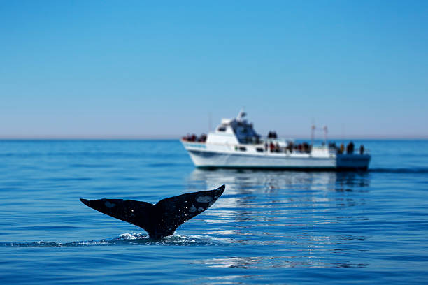 Gray Whale Watching This is a photo of a gray whale's tail off the coast of Southern California with a group of onlookers off in the distance. gray whale stock pictures, royalty-free photos & images