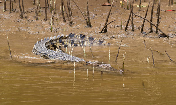 istock Saltwater Crocodile Hiding in Mangroves, Queensland 463816211