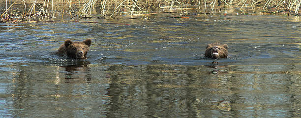istock Bear swimming in the lake 463820043