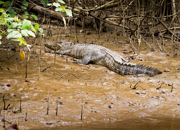 istock Female Australian Saltwater Crocodile 463821485