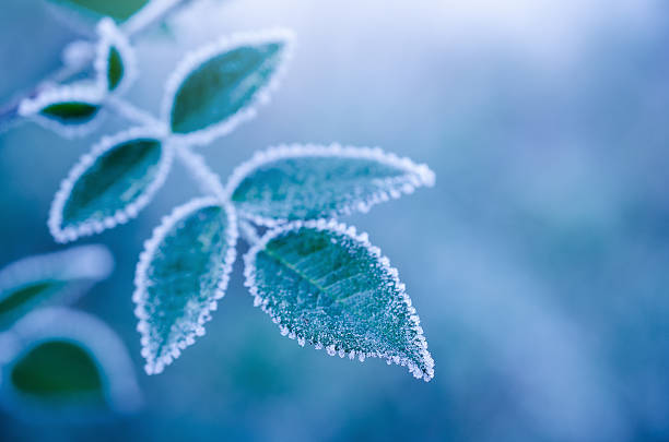 istock Bluish frosty leaves abstract 463822601
