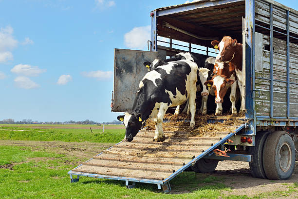 bovino di bovini sul trasporto su prato - vehicle trailer foto e immagini stock