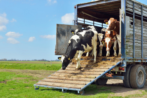 livestock transport of cows to green meadow