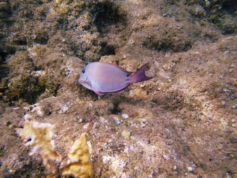 Underwater pink fish in Tunnels beach, Kauai