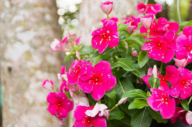 istock pink vinca flowers in nature 463833663