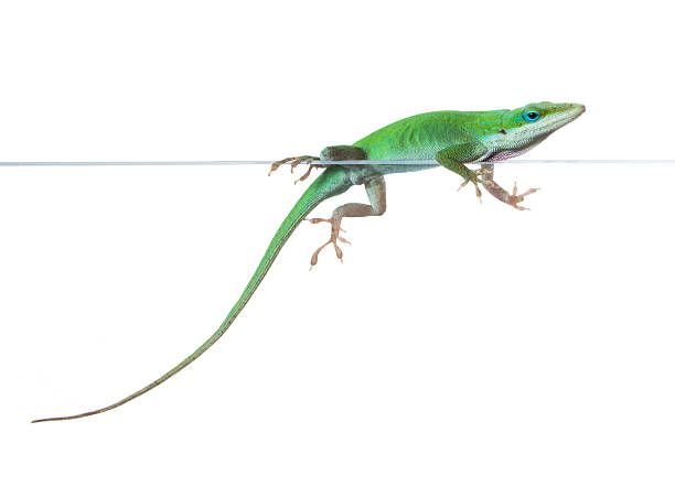 istock Lizard Caroline or krasnogorly anoles (Anolis carolinensis) sits 463834177