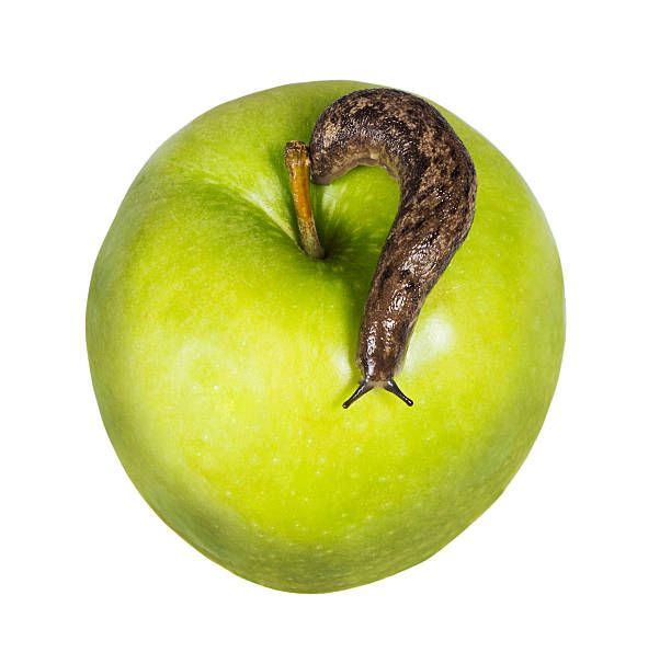 istock Slug on a green apple isolated  white background 463834179