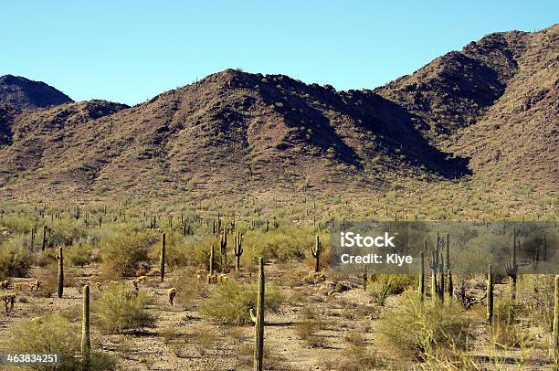 Paisaje Desértico De Arizona Foto de stock y más banco de imágenes de Accesibilidad - Accesibilidad, Azul, Cactus
