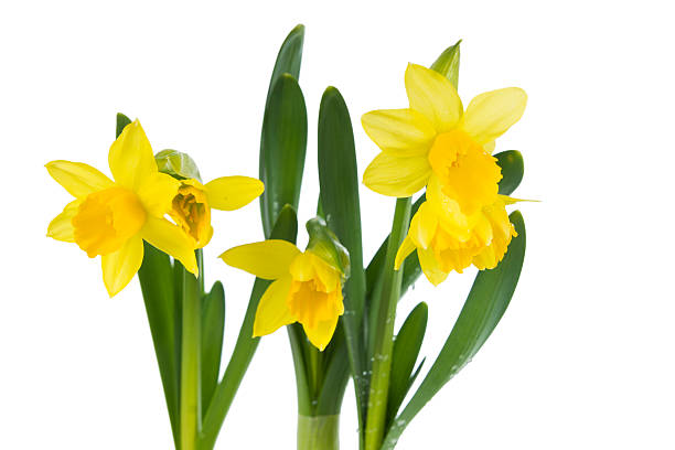 istock Yellow Daffodils tube isolated on white background 463834473