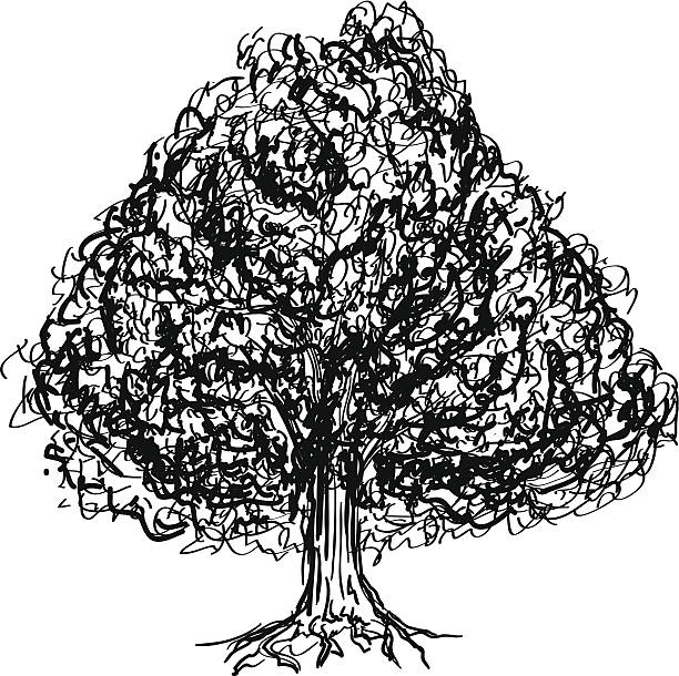 Carvalho tree - ilustração de arte em vetor
