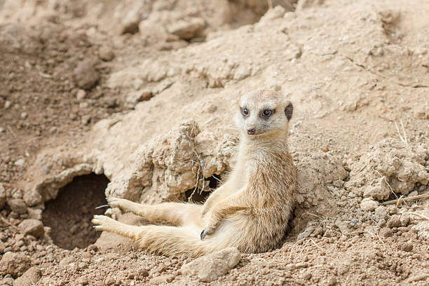 istock Slender-tailed meerkat or suricate, Suricata suricatta 463834541