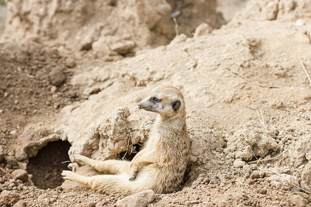 istock Slender-tailed meerkat or suricate, Suricata suricatta 463834605