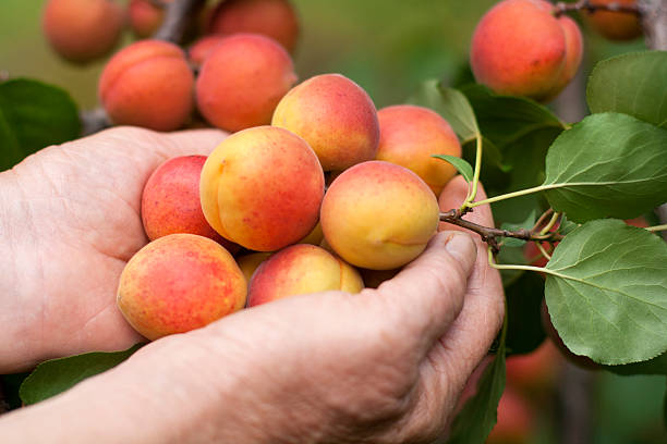 Ripe apricots in female hands stock photo