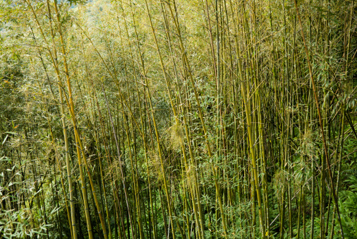 The green woods in the middle of the bamboo forest