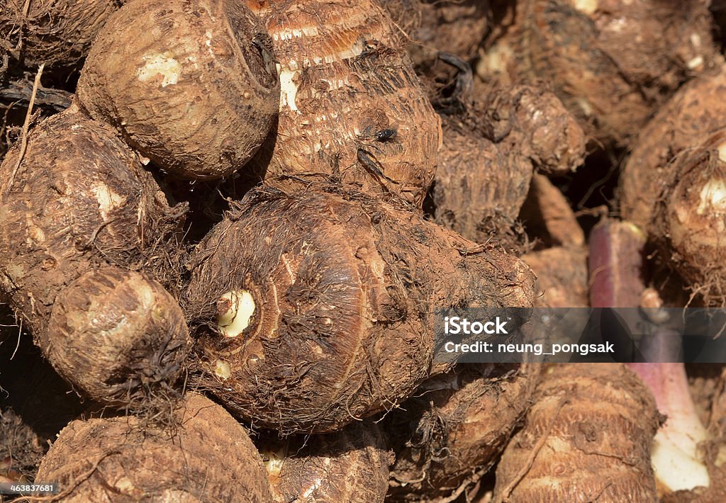 taro root - Foto stock royalty-free di Agricoltura