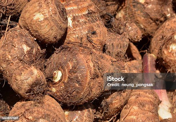 タロ芋根本原因 - オーガニックのストックフォトや画像を多数ご用意 - オーガニック, タロの葉, タロイモ