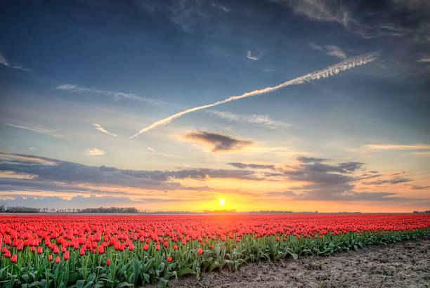 istock Field of Tulips in HDR 463839289