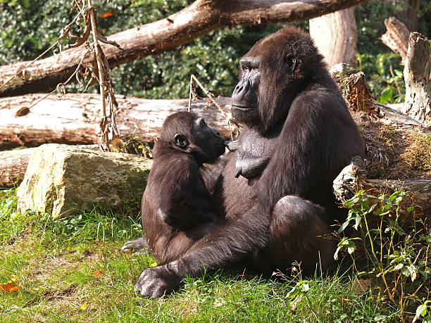 istock Gorilla mother with her child 463839623