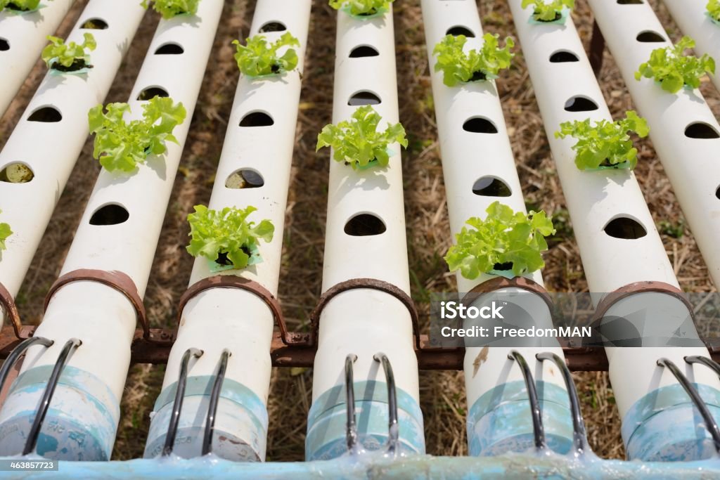 Plantação Hydroponic Legumes - Royalty-free Agricultura Foto de stock