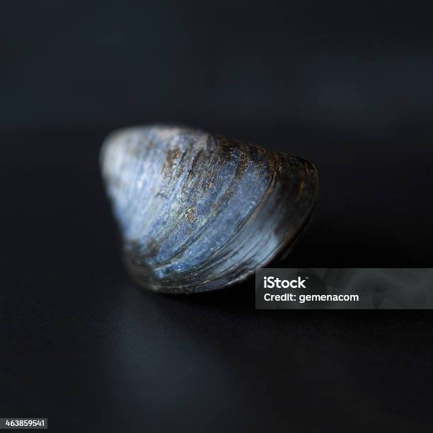 Mussle Stock Photo - Download Image Now - Animal Shell, Blue, Brown