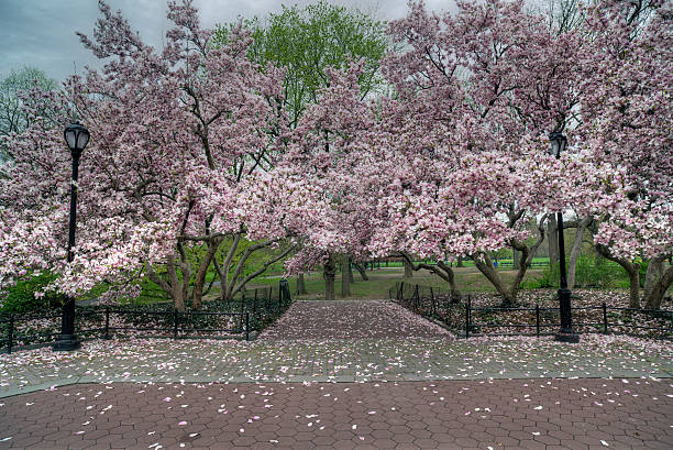 istock Central Park, New York City spring 463875631
