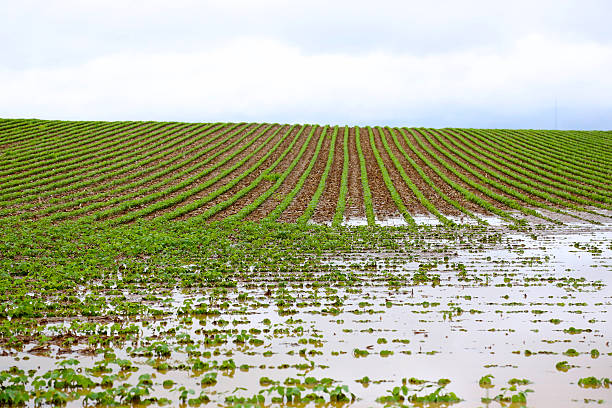 flooded field with rows of corn and storm clouds stock photo