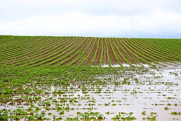 Photo of flooded field with rows of corn and storm clouds