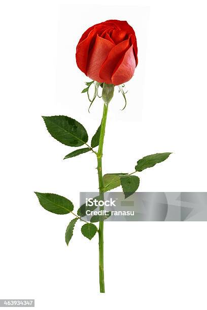 Rote Rose Und Rosenblätter Begann Geöffnet Stockfoto und mehr Bilder von Blatt - Pflanzenbestandteile - Blatt - Pflanzenbestandteile, Blüte, Blütenblatt