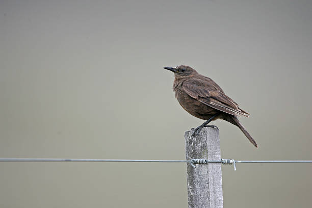 istock Tussock bird, Cinclodes antarcticus antarcticuss 463938445