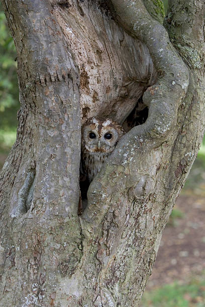 istock Tawny owl, Strix aluco 463942479
