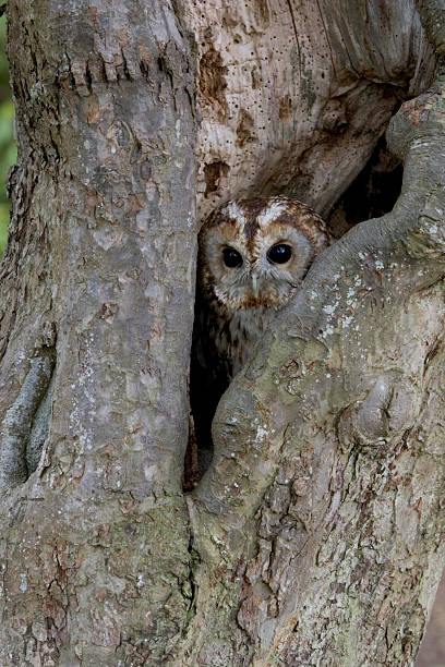 istock Tawny owl, Strix aluco 463942527