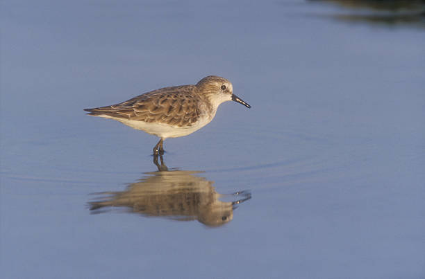 istock Temmincks stint, Calidris temminckii 463942535