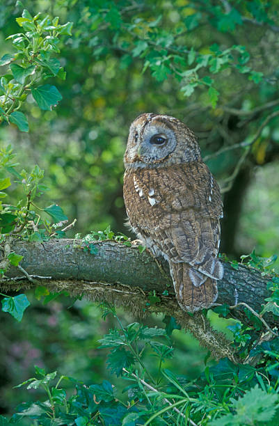 istock Tawny owl, Strix aluco 463942553