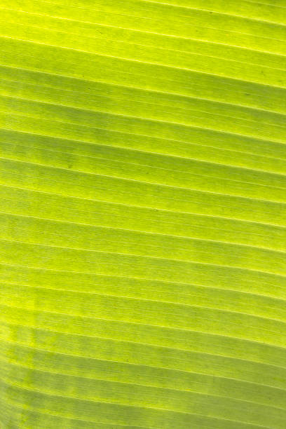 istock Green banana leaf background abstract 463945961