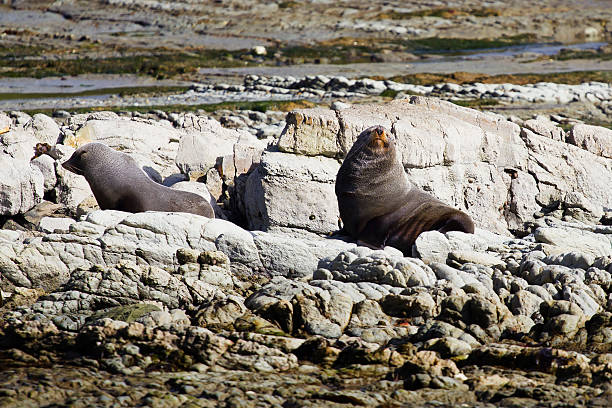 istock Male fur seal 464013425