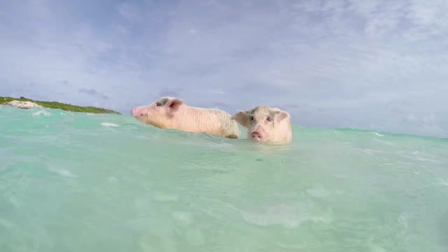The swimming pigs in Major Cay