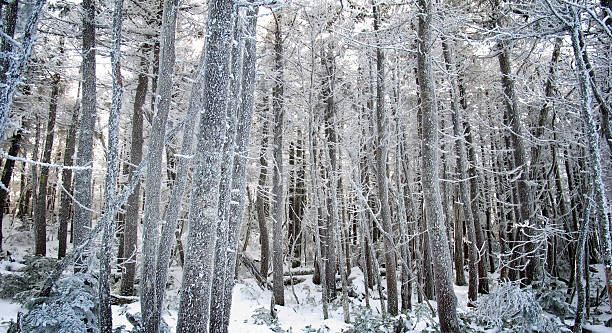 zauberhafter winter forest - otherworldy stock-fotos und bilder