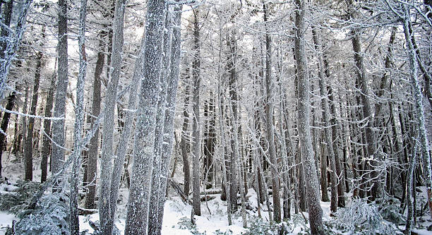 mágica floresta de inverno - otherworldy - fotografias e filmes do acervo