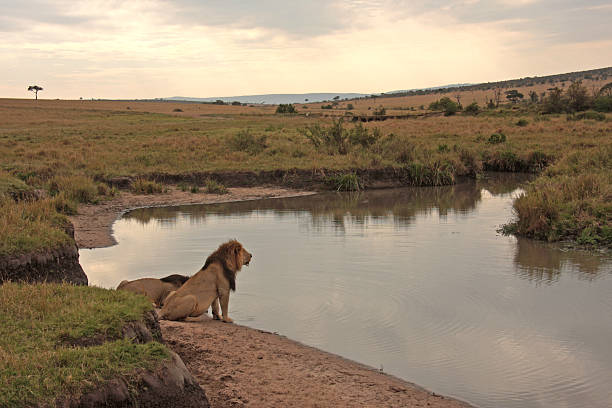 leões beber no waterside em maasai mara, no quênia - lion sands - fotografias e filmes do acervo