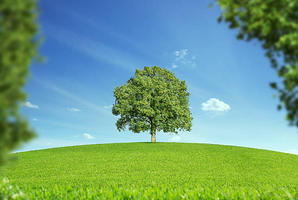 のツリー - landscape hill green grass ストックフォトと画像