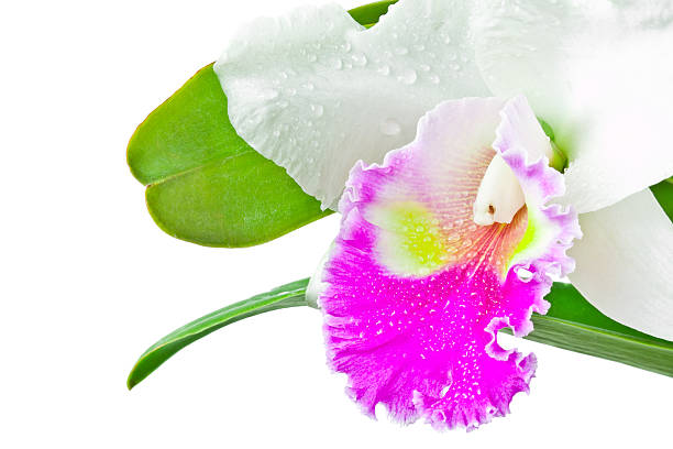 branco e vermelho orquídea - bud scar imagens e fotografias de stock